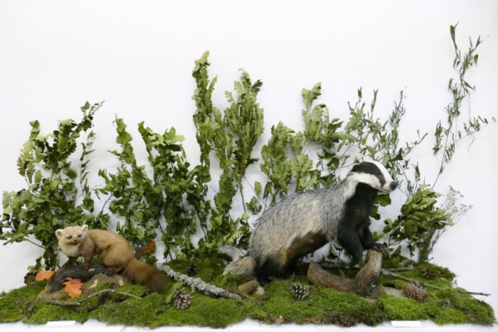 Ilustračný obrázok k článku V Topoľčanoch lákajú všetky deti: Netradičným spôsobom im ukážu Príbehy z lesa