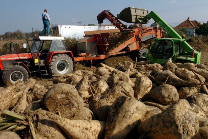 Ilustračný obrázok k článku Muž pri zbere repy objavil POKLAD: V zemi sa ukrýval 600-gramový ZLATÝ šperk!