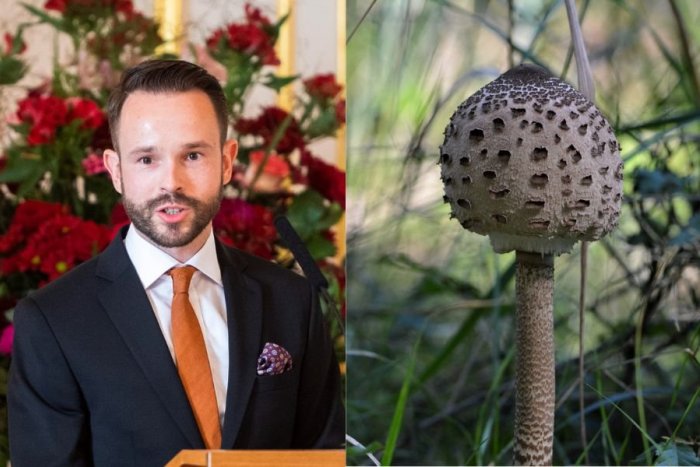 Ilustračný obrázok k článku Prípadov otravy hubami pribúda, lekár Sabaka VARUJE: Nezbierajte bedle ani plávky!