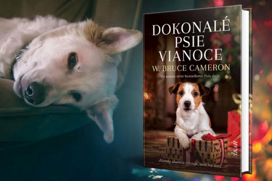 Ilustračný obrázok k článku Zázraky naozaj existujú, stačí len veriť... Dokonalé psie Vianoce
