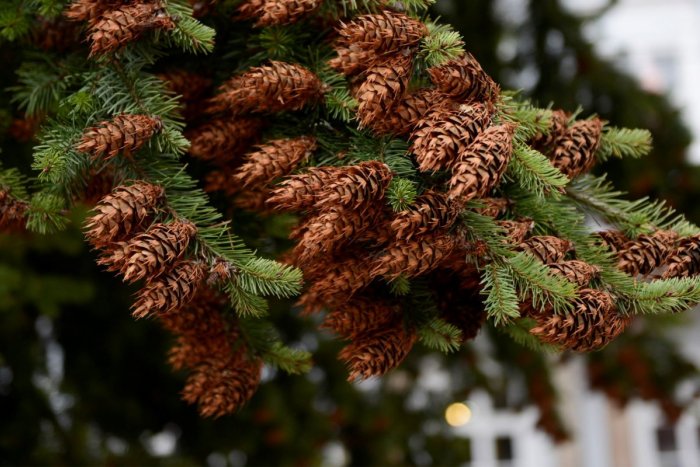 Ilustračný obrázok k článku TANAP hlási dobrú správu: Vyzbieralo sa vyše 1,5 tony šišiek, budú z nich ďalšie stromy