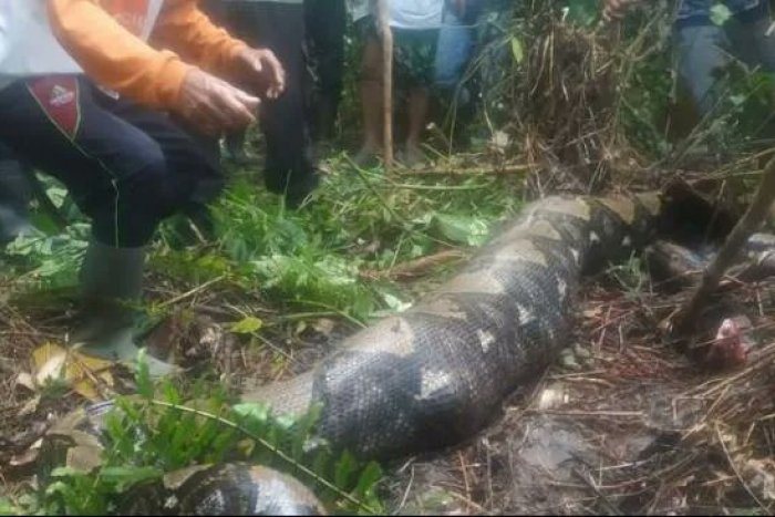 Ilustračný obrázok k článku VIDEO: Tomu sa povie STRAŠNÁ smrť: Ženu zabil päťmetrový pytón, prehltol ju VCELKU!