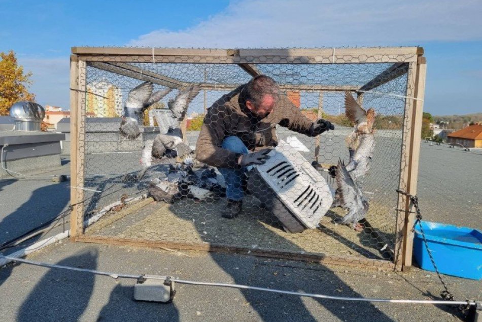 Ilustračný obrázok k článku V Nových Zámkoch vlani odchytili STOVKY holubov: Mesto chce pokračovať aj v tomto roku
