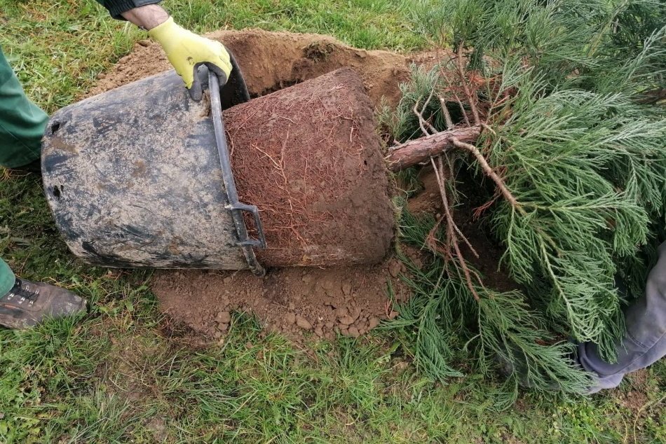 Ilustračný obrázok k článku V Topoľčanoch pribudli unikátne sekvoje: Mestu ich daroval šikovný obyvateľ