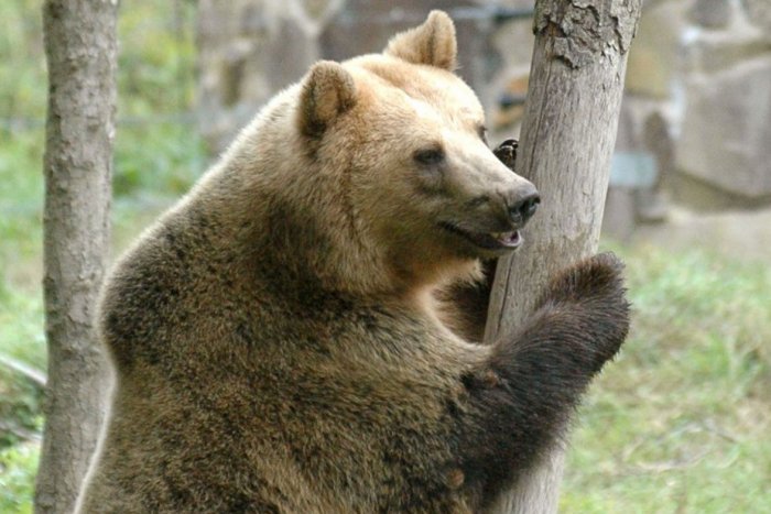 Ilustračný obrázok k článku Poľovník o situácii na Poľane: Každý dom na lazoch už má svojho MEDVEĎA