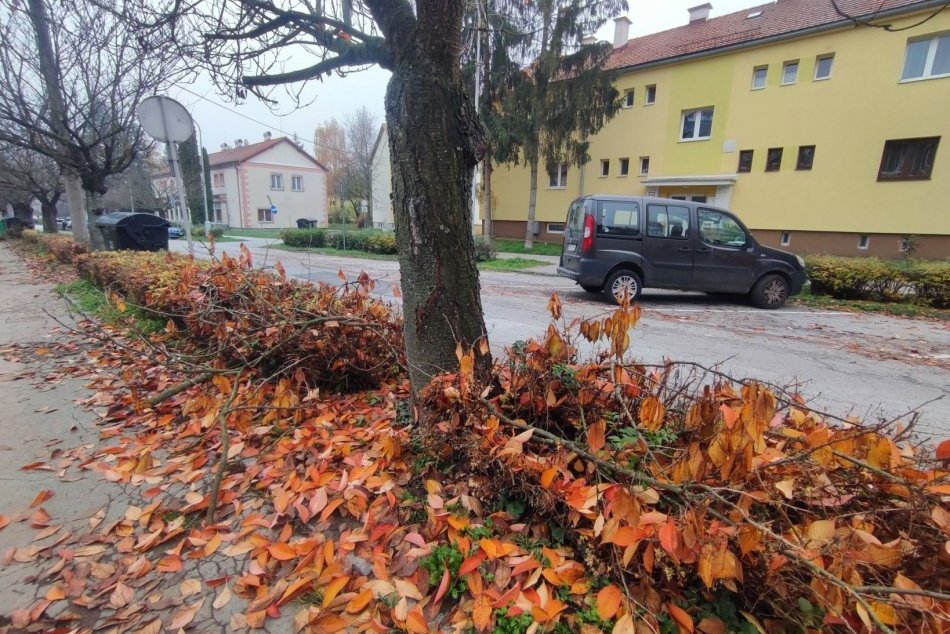 Ilustračný obrázok k článku Pohľad na ZAPLAKANIE: V Bystrici niekto ZDEVASTOVAL alej sakúr, FOTO