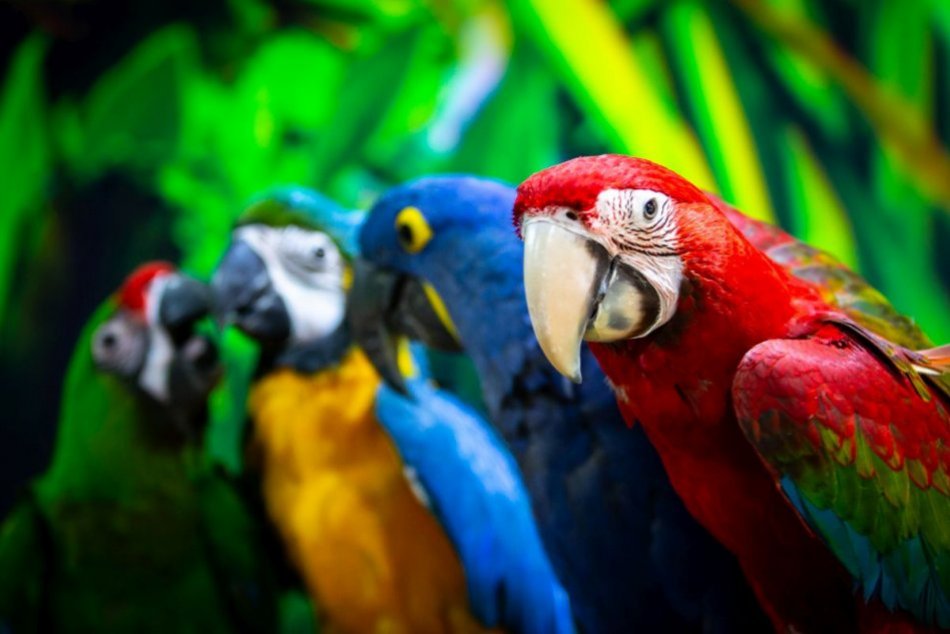 Ilustračný obrázok k článku Arakovo vo vašom meste