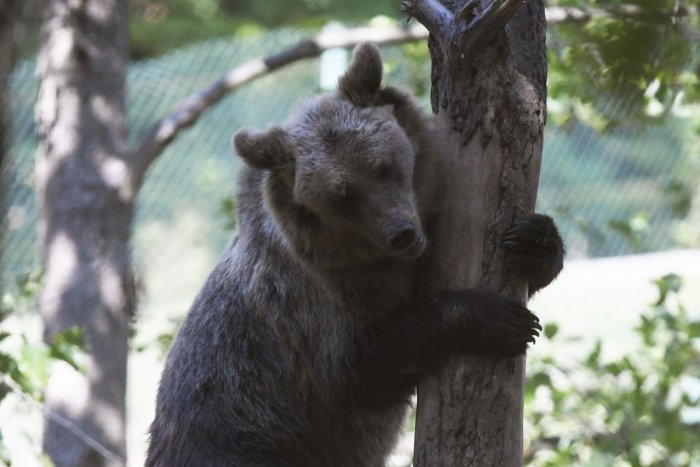 Ilustračný obrázok k článku OPATRENIA na miestach so zvýšeným výskytom medveďa: Takto chcú pod Poľanou chrániť ľudí