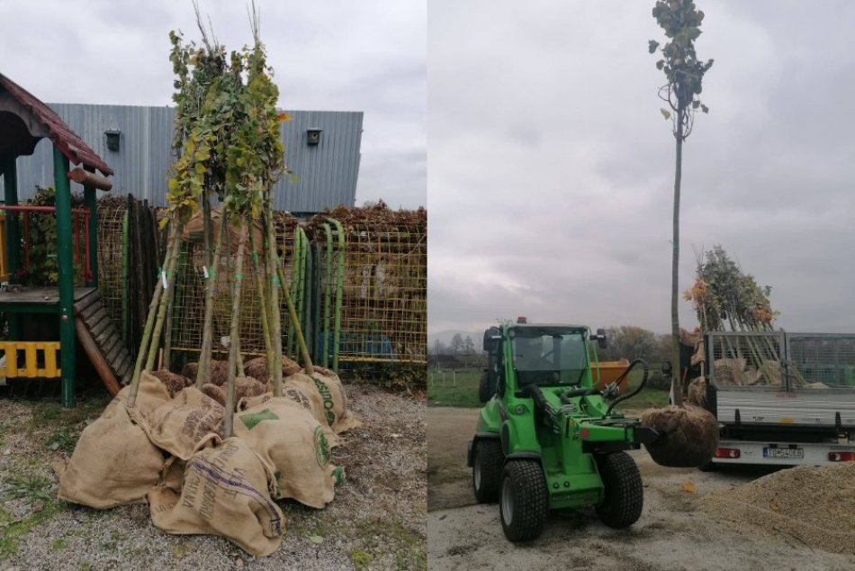 Ilustračný obrázok k článku Ulice Topoľčian zazelenajú: Mesto plánuje vysadiť desiatky nových stromov