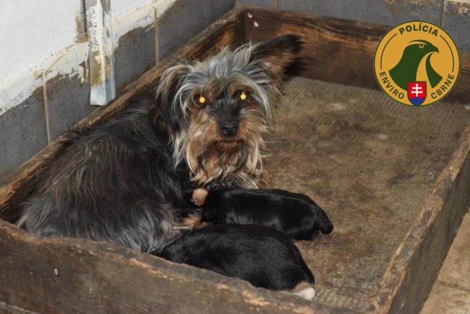 Ilustračný obrázok k článku OTRASNÉ zábery z nelegálnej množiarne: Šteniatka žili v smrade a špine, niektoré uhynuli, FOTO