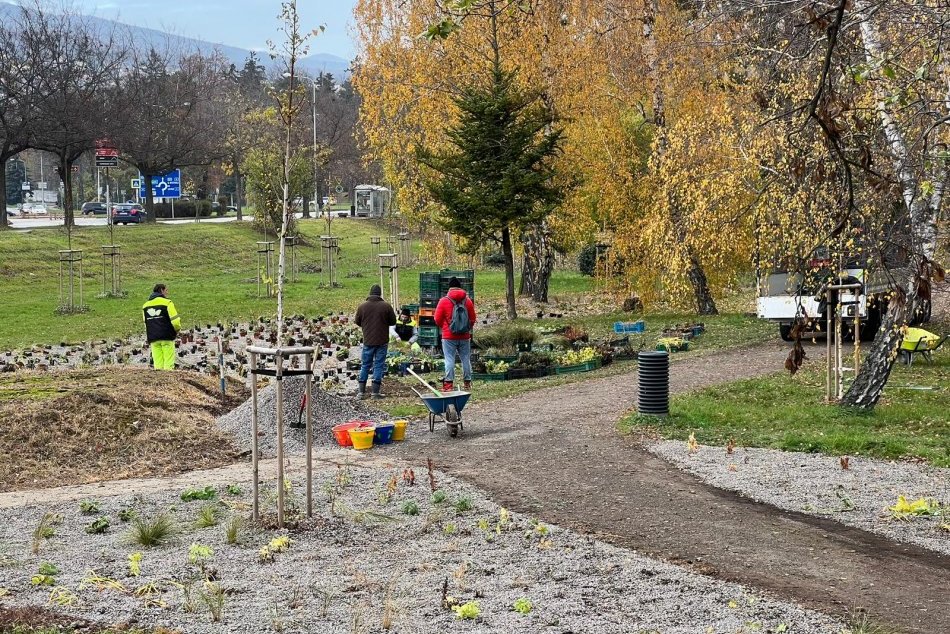 Ilustračný obrázok k článku V Brezovom háji pokračuje výsadba: Vyschnuté stromy chce mesto reklamovať