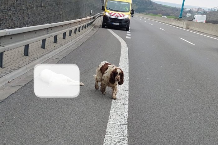 Ilustračný obrázok k článku Nešťastie na R1 za Nitrou: Na cestu vbehli dvaja psi, jedného zrazilo auto