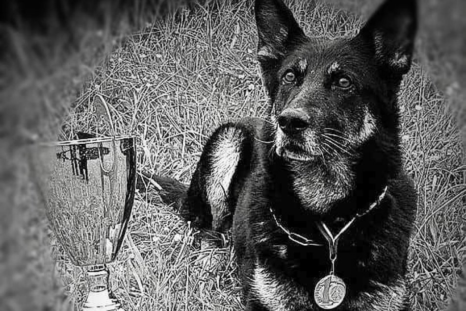 Ilustračný obrázok k článku Esta mala nos na DROGY, hviezdila aj na súťažiach: Policajt Jaro prišiel o verného spoločníka