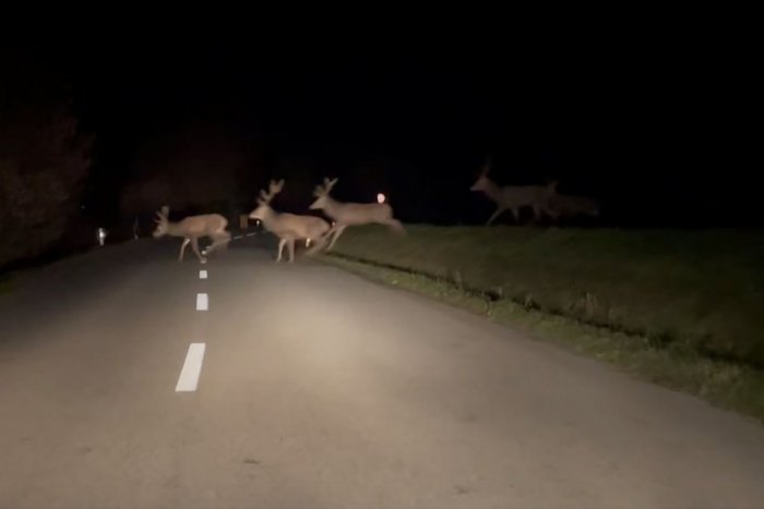 Ilustračný obrázok k článku Zážitok vodiča neďaleko Nitry: Cestu mu skrížilo STÁDO jeleňov, VIDEO