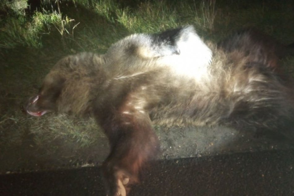 Ilustračný obrázok k článku Na Podpoľaní našli MŔTVEHO medveďa: PREČO prípad VYŠETRUJE polícia?