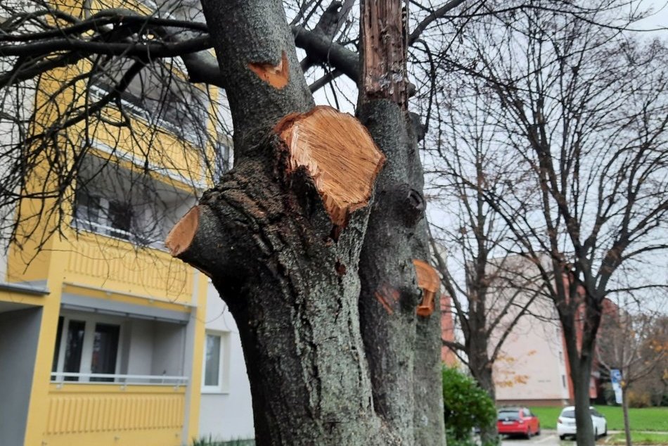 Ilustračný obrázok k článku Niekto NELEGÁLNE vyrúbal mestskú zeleň: Prípad už vyšetruje polícia!