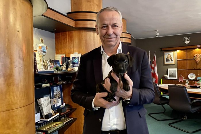 Ilustračný obrázok k článku Príbeh psíka z bystrického úradu má ŠŤASTNÝ koniec: Nosko prezradil, čo sa stalo