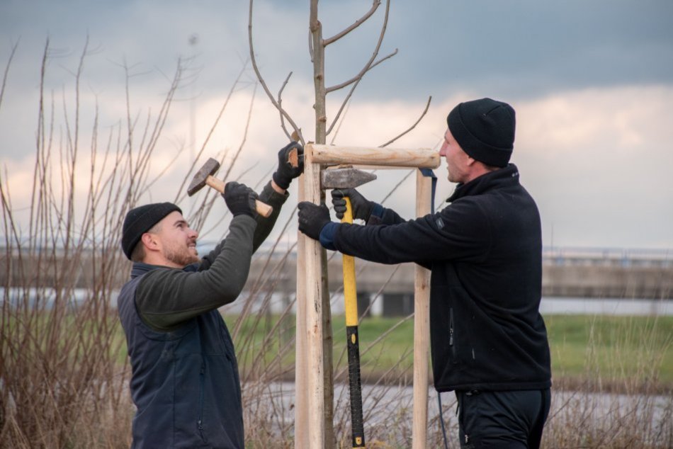 Ilustračný obrázok k článku Nevzhľadnú reklamu vystriedali stromy: Bilbordy nahradila 1,5 kilometra dlhá alej
