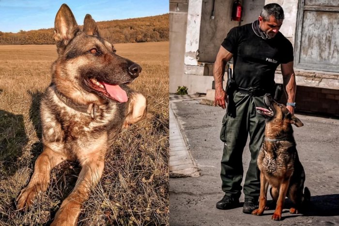 Ilustračný obrázok k článku Medzi policajtmi zavládol SMÚTOK: Opustil ich milovaný štvornohý parťák