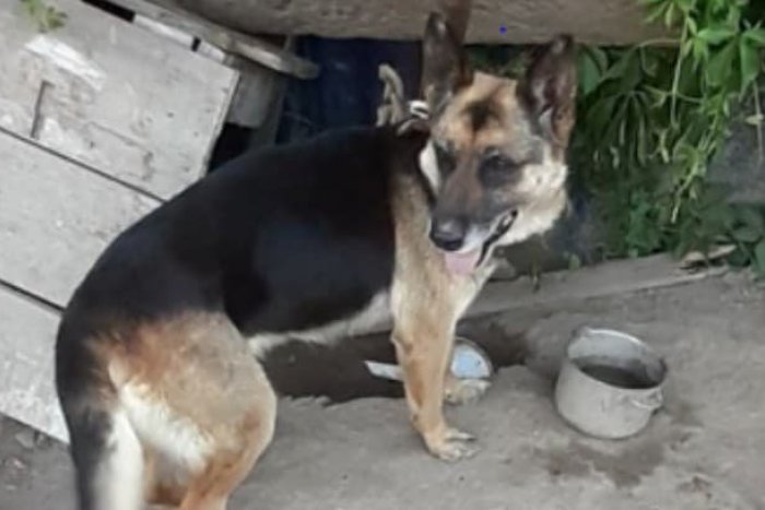 Ilustračný obrázok k článku Neuveriteľná KRUTOSŤ! Žena v Bratislave takmer rok týrala psa, trest ju neminie