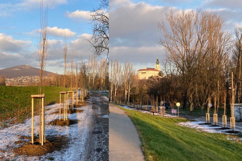 Ilustračný obrázok k článku Ikonická topoľová alej SA VRACIA! Mesto už vysadilo nové stromy, FOTO