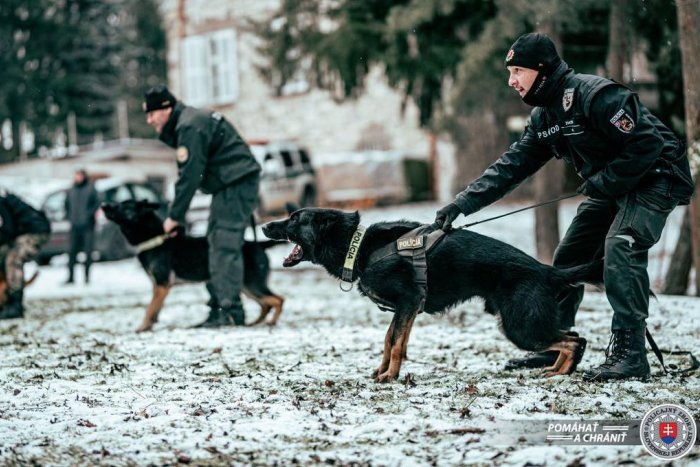Ilustračný obrázok k článku Duchonku zaplnili desiatky chlpáčov: Konal sa tam veľký výcvik psovodov, FOTO