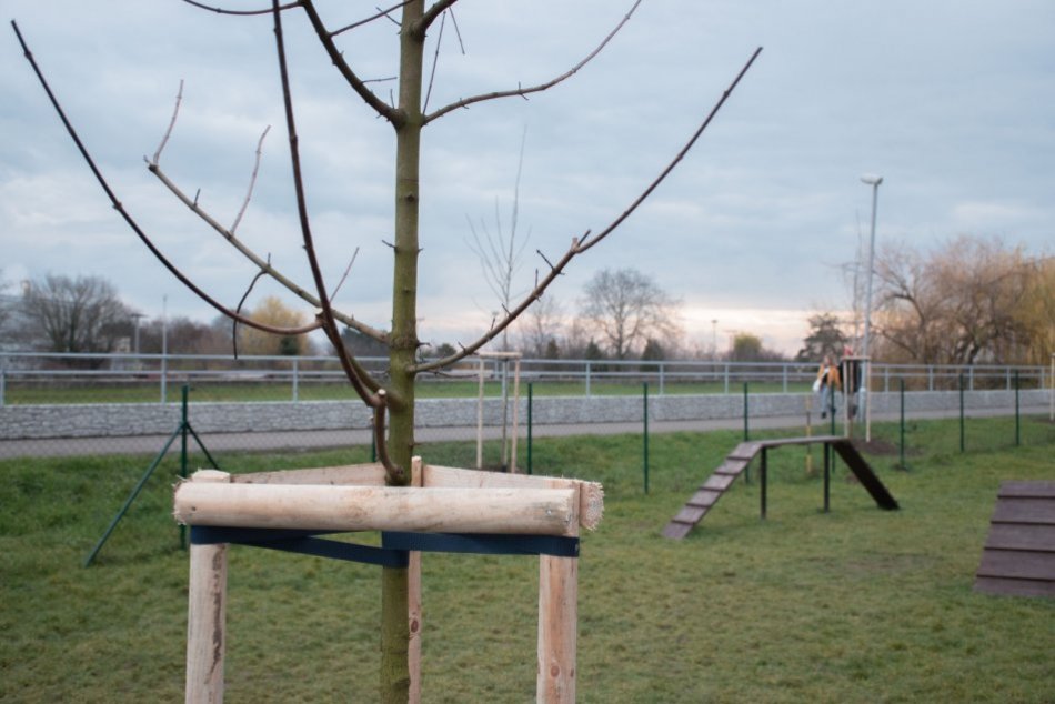 Ilustračný obrázok k článku V Nitre pribudlo ďalších dvadsať nových stromov: Mesto nimi oživilo okolie výbehu