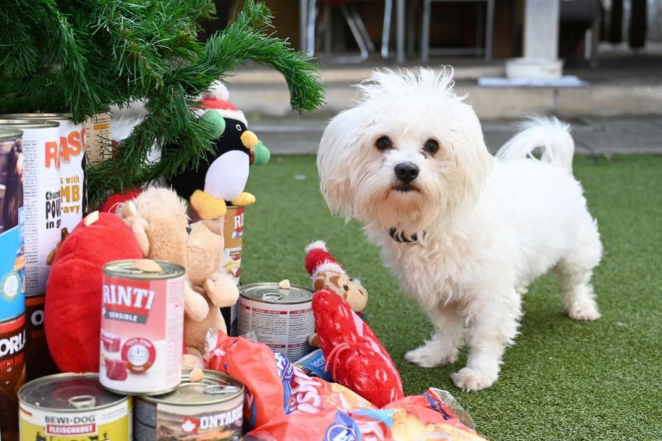 Ilustračný obrázok k článku Na Vianoce nezabudli ani na chlpáčov: V Trnavskom útulku ich čakali darčeky, FOTO