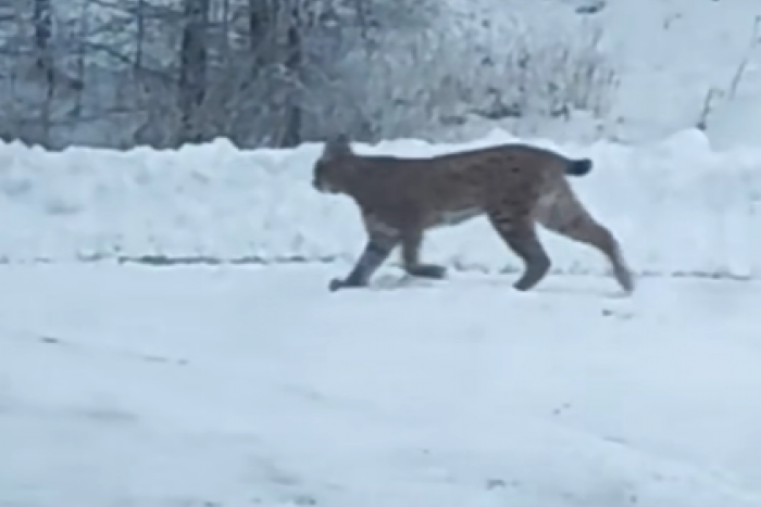 Ilustračný obrázok k článku VIDEO z Vysokých Tatier zachytáva OJEDINELÝ úkaz: ŠELMA na prechádzke