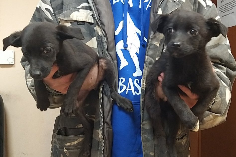 Ilustračný obrázok k článku KRUTÝ a neľudský čin! V Bratislave našli podvyživené šteniatka VYHODENÉ v taške