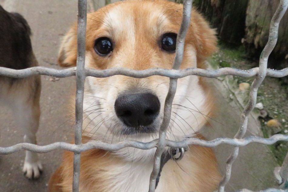 Ilustračný obrázok k článku HRÔZA, v akých podmienkach žena chovala 65 psov: Viaceré boli vychudnuté a choré