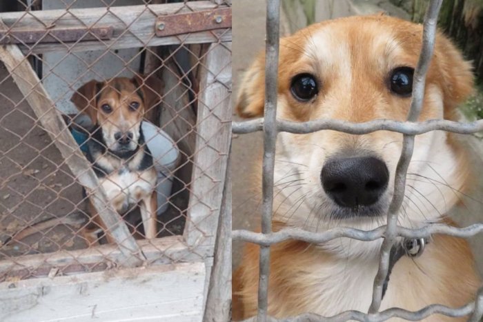 Ilustračný obrázok k článku Všadeprítomná špina, výkaly a smrad: Z OTRASNÝCH podmienok zachránili štyroch psov