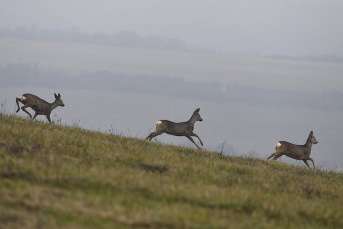 Ilustračný obrázok k článku Ochranári vyzývajú návštevníkov TANAP-u: Nekŕmte divú zver, môžu prísť aj o život!