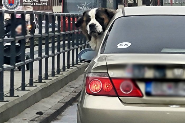 Ilustračný obrázok k článku V Bratislave sa dejú ČUDNÉ veci: Diviak namiesto električky, bernardín za VOLANTOM!