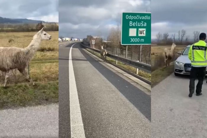 Ilustračný obrázok k článku Policajti si mysleli, že ide o VTIP: Po diaľnici D1 však naozaj behala LAMA, VIDEO