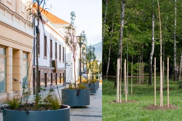 Ilustračný obrázok k článku Nitra čelí kritike za výrub stromov: KOĽKO sa ich ale podarilo vysadiť?