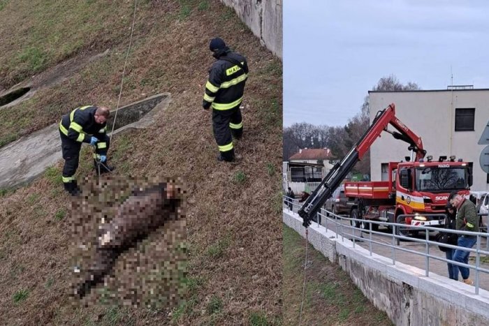 Ilustračný obrázok k článku Nepríjemný pohľad v centre Nitry: Hasiči z rieky vytiahli UHYNUTÚ srnu