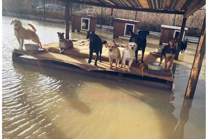 Ilustračný obrázok k článku VIDEO, ktoré trhá SRDCE! Košický útulok zvierat zatopilo. POD VODOU je niekoľko psích výbehov