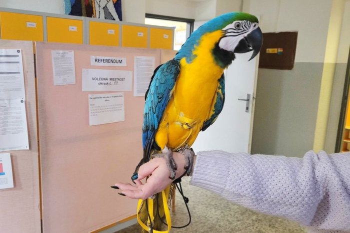 Ilustračný obrázok k článku KURIOZITA z referenda: Volička priniesla rozprávajúceho PAPAGÁJA Charlieho
