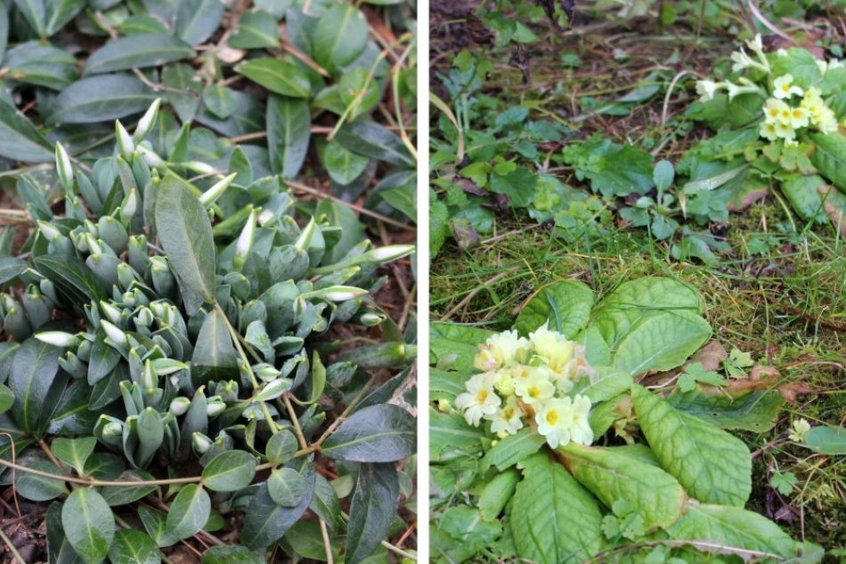 Ilustračný obrázok k článku Poslovia jari si v Bystrici privstali: Snežienky a prvosienky kvitnú už v januári, FOTO