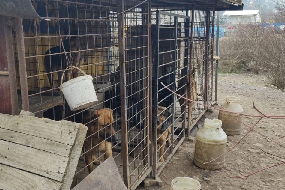 Ilustračný obrázok k článku Chovateľ zo Zvolena skončil v cele: Aký OSUD čaká 32 psov, ktoré zaistili? FOTO