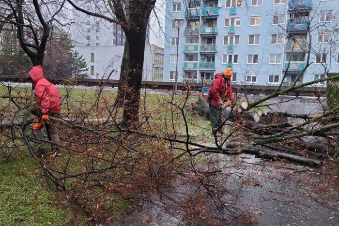 Ilustračný obrázok k článku Vietor robí problémy aj v Bratislave: Po celom meste VYVRACIA stromy!