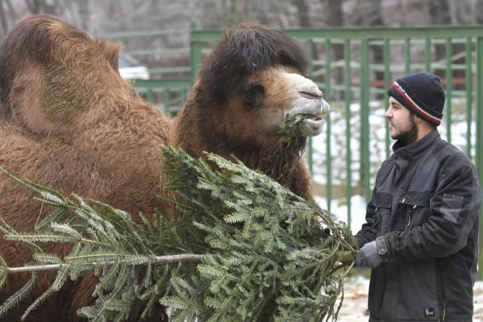 Ilustračný obrázok k článku Pre nepriaznivé počasie ZATVORILI košickú ZOO: Vyvrátené stromy spôsobili ŠKODY!