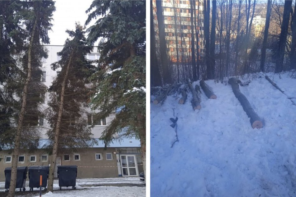 Ilustračný obrázok k článku Smutné dôsledky KALAMITY v Bystrici: Obeťami je už niekoľko stromov, FOTO