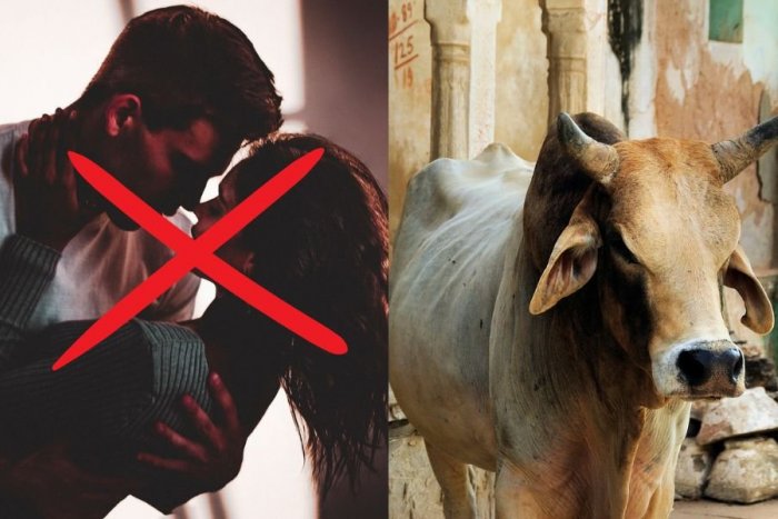 Ilustračný obrázok k článku Romantika s KRAVOU v objatí? Krajina vydala čudné odporúčanie, ako sláviť Valentína