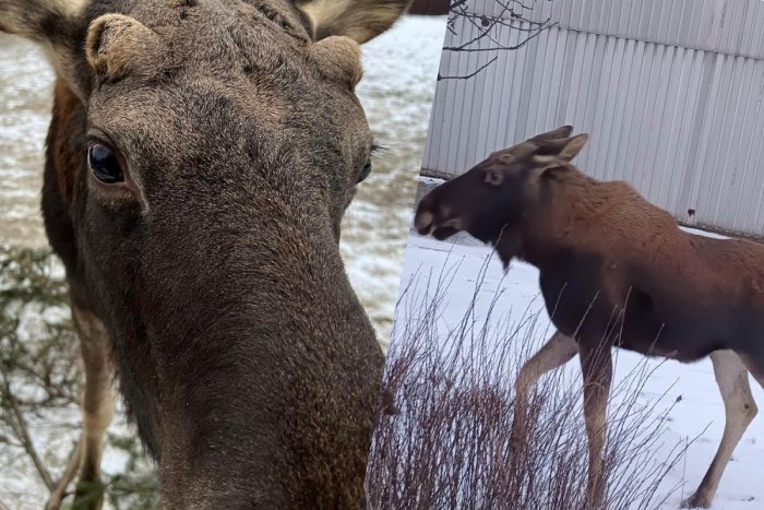 Ilustračný obrázok k článku Odchytili losa, ktorý sa od Vianoc túlal mestom na východe. Aký bude jeho ďalší OSUD?