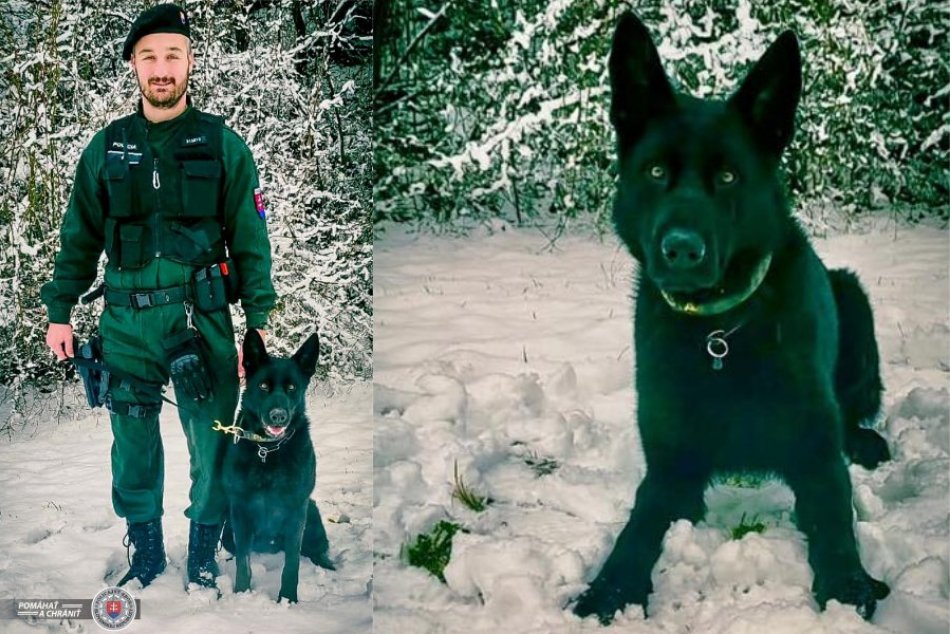 Ilustračný obrázok k článku Nitrianska polícia predstavila posilu: Dvojročný Persseus našiel nového pána, FOTO