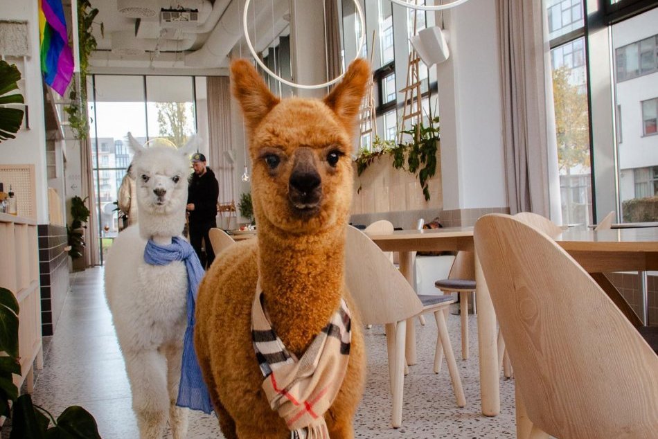 Ilustračný obrázok k článku Raňajky s LAMOU?! Jedna zo slovenských reštaurácií ponúka unikátny ZÁŽITOK