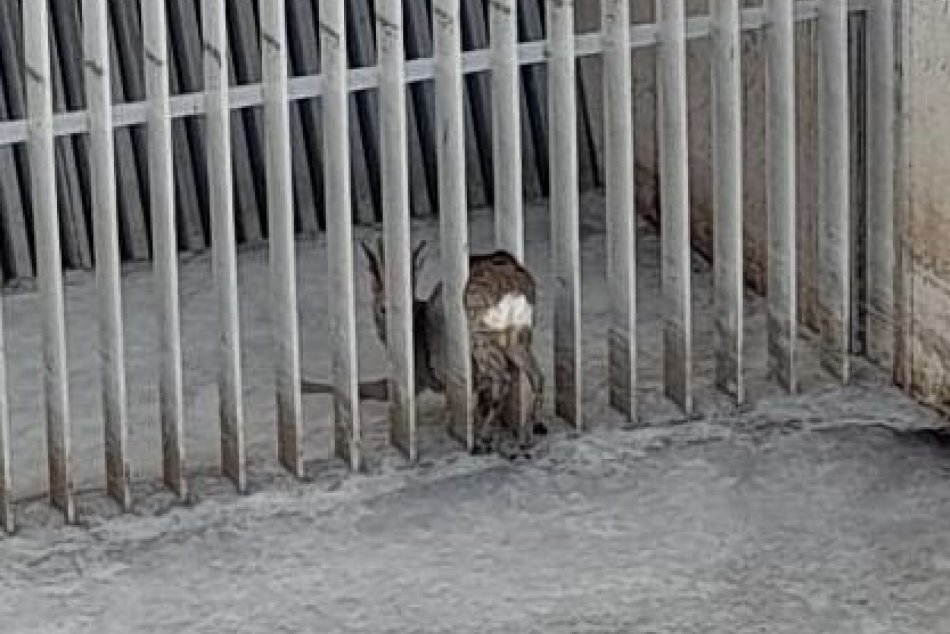 Ilustračný obrázok k článku Žene sa naskytol KURIÓZNY pohľad: V meste narazila na zakliesneného srnca, FOTO