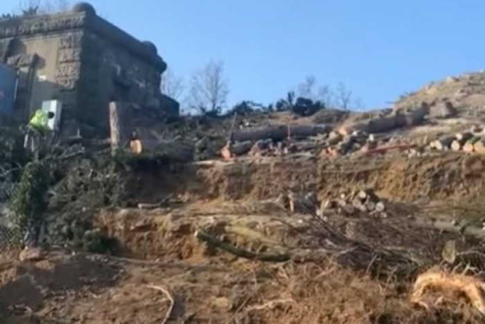 Ilustračný obrázok k článku V Bratislave opäť PADLI k zemi krásne stromy: Ľudia sú pobúrení, bol VÝRUB povolený? +VIDEO